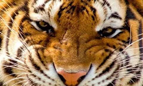 Ôm hổ chụp ảnh, người đàn ông bị hổ vồ, diễn biến sau đó khiến ai cũng "sốc"