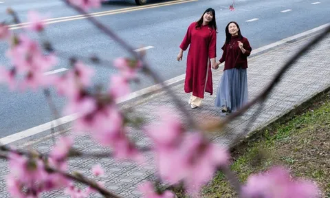 Du khách đổ về những cung đường mai anh đào đẹp nhất Đà Lạt