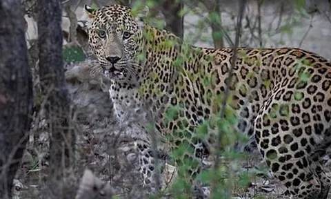 Người đàn ông giết chết báo dữ để cứu con trai