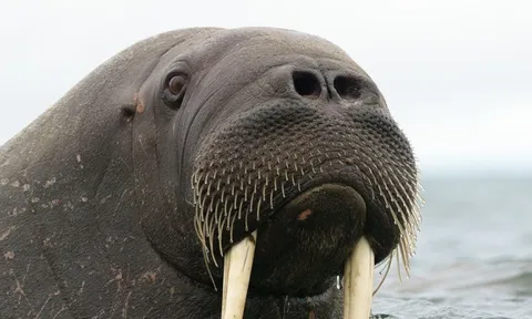 "Quái thú" có lớp mỡ dày 15cm, sống ở nơi lạnh nhất thế giới