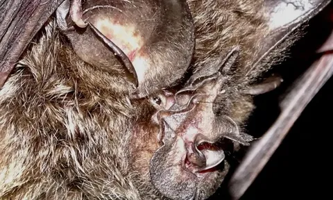 Loài vật quý hiếm bậc nhất hành tinh, tưởng tuyệt tích 40 năm bất ngờ "tái xuất"