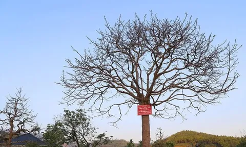 Cây mai cổ nhìn như "củi khô", đại gia bí ẩn trả giá gần 1 tỷ đồng chủ vẫn chưa gật đầu