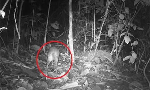 Loài vật quý hiếm bậc nhất hành tinh, tuyệt chủng 30 năm bất ngờ "tái xuất" ngỡ ngàng