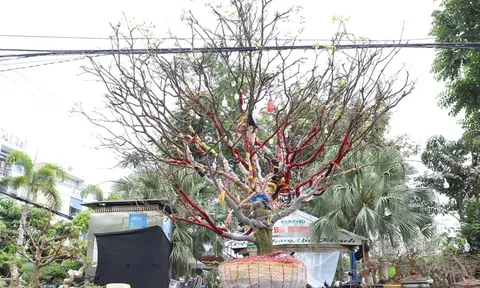 Cây mai "khủng" cao hơn 5m được rao bán với giá 3,7 tỷ đồng