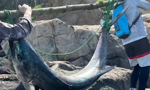 Cần thủ câu được cá "khủng" nặng 63kg, người dân vật lộn hơn 1 giờ mới đưa được lên bờ