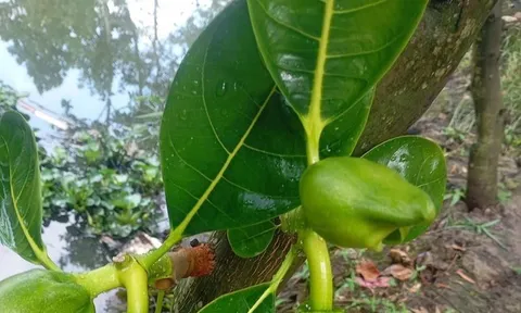 Giải rượu bằng lá mít: Kinh nghiệm dân gian hay chỉ là lời đồn?