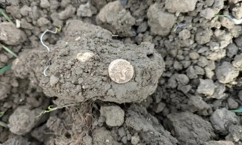 Dò kim loại, người đàn ông phát hiện kho báu quý giá trên cánh đồng