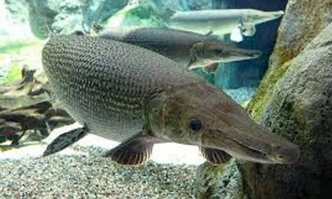 Sở Y tế Thanh Hóa thông tin vụ nghi ngộ độc do ăn thịt, trứng cá cảnh