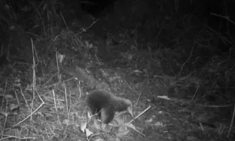 Loài vật quý hiếm bậc nhất hành tinh, tuyệt tích 60 năm bất ngờ "tái xuất" một cách bí ẩn