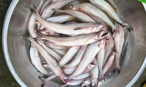 Loài cá lạ “vừa chạm đã tan”, giá bạc triệu vẫn cháy hàng dịp đầu năm