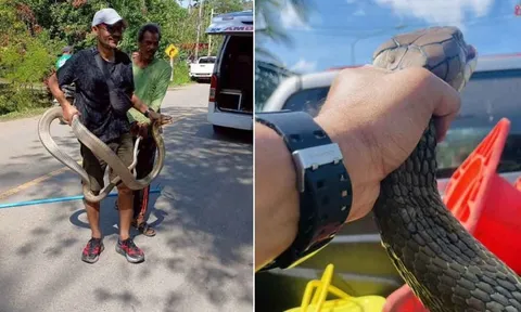 Bắt sống rắn hổ mang chúa dài 4 mét ẩn nấp trong gầm giường nhà dân