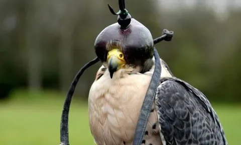 Loài chim đắt đỏ bậc nhất thế giới giá nửa tỷ/con, đi máy bay như “quý tộc”