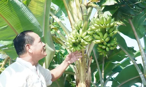 Chuyện lạ ở Cà Mau: Chuối một thân trổ 2 buồng, lão nông nói “chưa từng thấy”