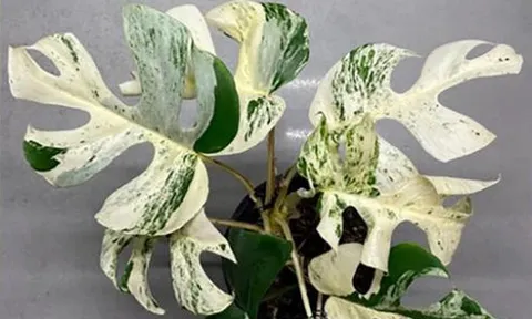 Chiếc lá cây cảnh "độc lạ" có giá nửa tỷ đồng, đại gia bí ẩn chốt ngay