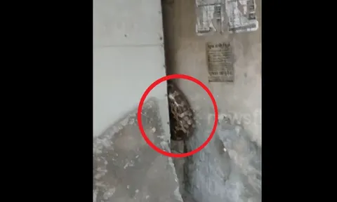 Nhìn vào khe tường, người dân phát hiện cảnh tượng "đáng sợ"