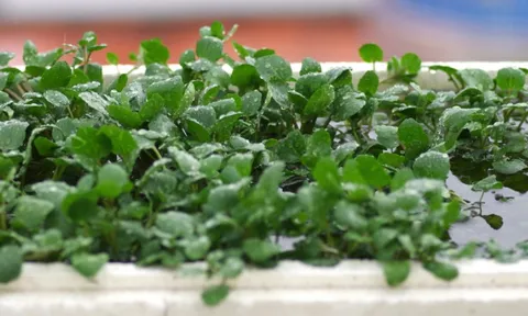 Mỹ ca ngợi "loại rau tốt nhất thế giới", hóa ra người Việt đã ăn từ lâu