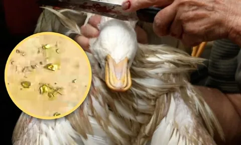 Mổ vịt, người đàn ông sốc nặng khi phát hiện 10g vàng thật trong bụng