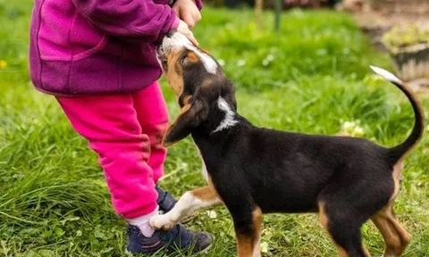 Bé gái 6 tuổi tử vong nghi do chó dại cắn