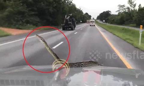 Đang lái xe, người đàn ông sốc khi phát hiện cảnh tượng "nổi da gà" trước mắt