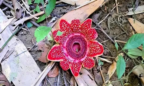 Vườn Quốc gia Phong Nha - Kẻ Bàng: Phát hiện loài hoa quý hiếm Địa nhãn Himalaya