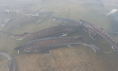 Lão nông Đắk Nông thu 1,8 tỷ đồng từ nuôi loài 'thủy quái' râu dài, không xương, không vảy