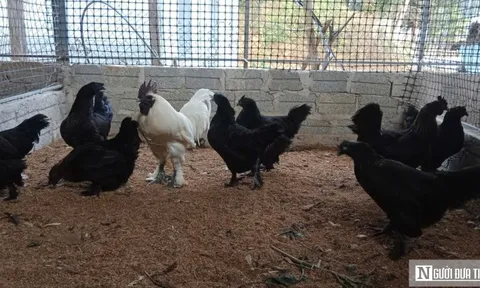 Nuôi loài gà có cái tên “đáng sợ”, anh nông dân thu hàng trăm triệu mỗi năm