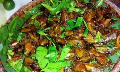 Con đặc sản xưa nhiều người “sợ xanh mặt”, nay thành đặc sản Tây Bắc tiền triệu, dân nhậu mê tít săn lùng