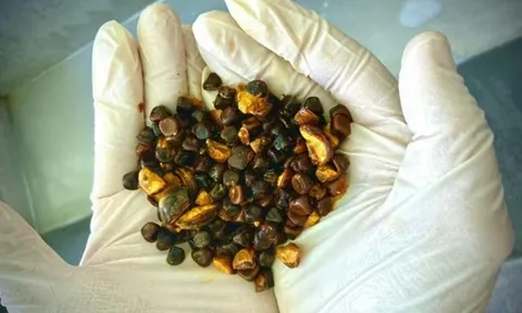 Thứ trên con bò ai cũng tưởng bỏ đi, ai ngờ lại được ví như “thần dược quý hơn vàng”