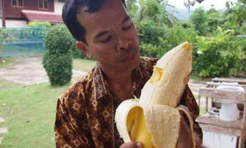 Giống chuối "khổng lồ" kỳ lạ nhất thế giới, cây cao gần bằng tòa nhà 8 tầng, ăn một quả no cả ngày
