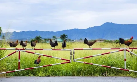 Vùng đất kỳ lạ nơi gà chạy đầy đường nhưng người dân nhất quyết không ăn
