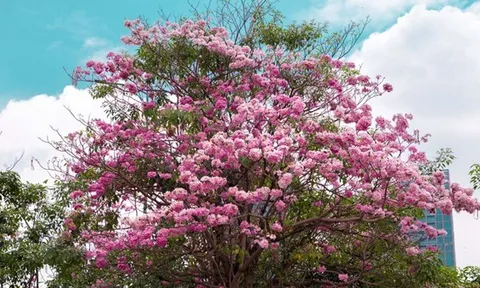 Kèn hồng khoe sắc, rực rỡ tháng 3