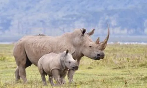 Phía Nam Phi nói gì về việc đại gia Khoa 'kim cương' bị bắt giữ?