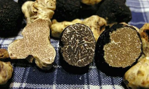 Thứ bị coi là đồ bỏ đi bỗng hóa “kho báu”, giá ngất ngưởng hơn 3 tỷ đồng