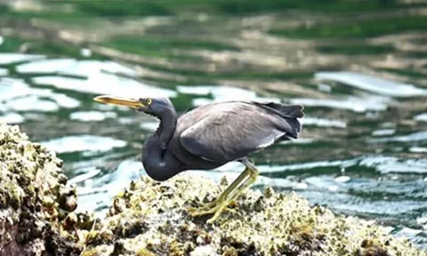 Lộ diện 4 loài chim lạ chưa từng được ghi nhận tại Phong Nha- Kẻ Bàng