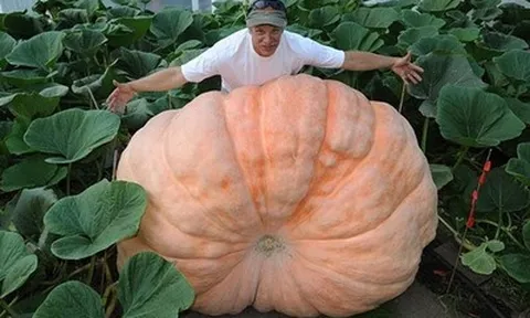 Vùng đất “không có đêm” trồng ra rau củ khổng lồ: Bắp cải nặng 63kg, bí ngô 800kg