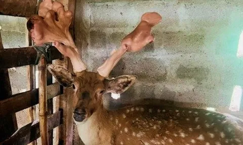 Nhờ nuôi hươu sao nhiều hộ dân Hà Tĩnh đổi đời, thu nhập tiền tỷ mỗi năm