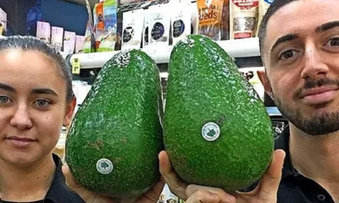 Giống bơ "khổng lồ" nhất thế giới, to bằng cái đầu, cả nhà ăn 1 quả còn không hết