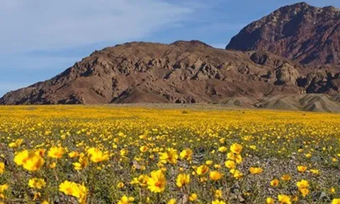 Thung lũng Chết "ngủ yên" sau 10 năm lại khoác lên mình tấm áo hoa rực rỡ