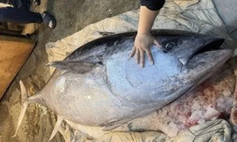 Ngư dân bắt được con cá ngừ khổng lồ dài 2,37 mét, nặng 280kg