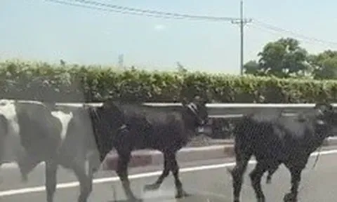 Đã rõ lý do vì sao 4 con bò đi vào được cao tốc TPHCM - Long Thành