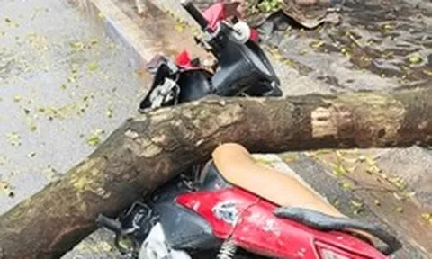 Cây xanh bật gốc đè trúng người đi xe máy ở Hà Nội