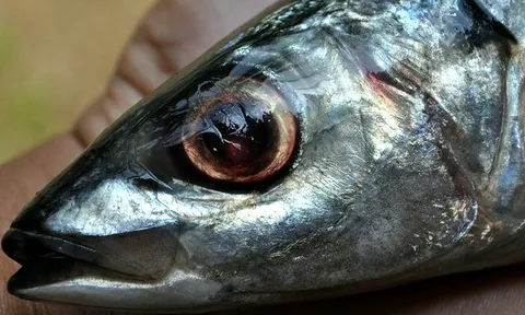 Chuyên gia Mỹ khen loại cá "tốt nhất thế giới", hóa ra ở Việt Nam hễ ra chợ là thấy