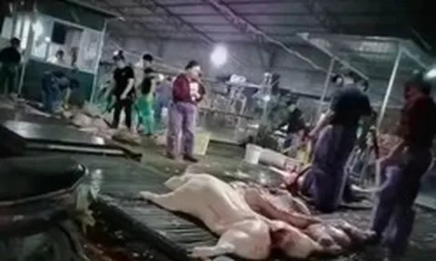 Vụ hơn 300 tấn lợn bệnh tại Hà Nội: Hệ thống kiểm dịch tê liệt từ bên trong