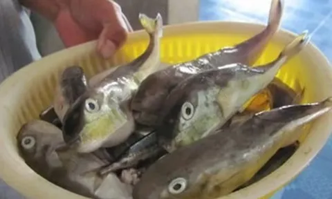 Ăn cá nóc, 3 người ở Cần Thơ nhập viện: Bộ Y tế khuyến cáo khẩn