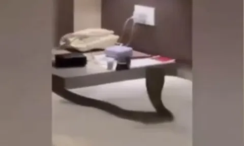 Thuê phòng khách sạn, cặp đôi tá hỏa khi phát hiện “vị khách lạ” trên giường