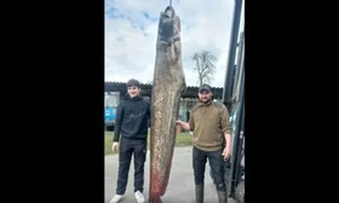 Ngư dân câu được con cá trê khổng lồ nặng 109kg trong hồ