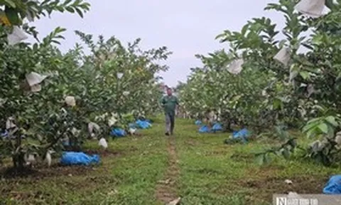 Kỹ sư rời ghế giám đốc ở nước ngoài, về quê trồng cây giàu “vitamin C”, thu nhập tiền tỷ