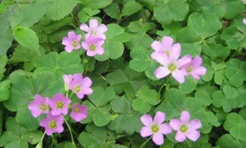 Loại rau dại quen mặt trong vườn, nấu canh chua cực ngon, hóa ra lại “giàu giá trị” cho sức khỏe