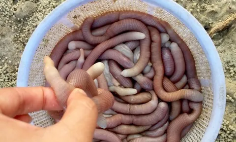 Sản vật tiến vua có giá vài triệu đồng/kg được dân địa phương gọi là "vị thần" của các món nước