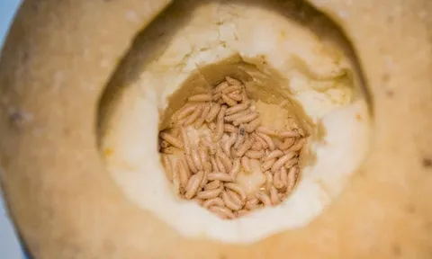 Món ăn "kinh dị nhất thế giới" khiến du khách phải khóc thét khi thấy giòi bật nhảy cao tới 15cm